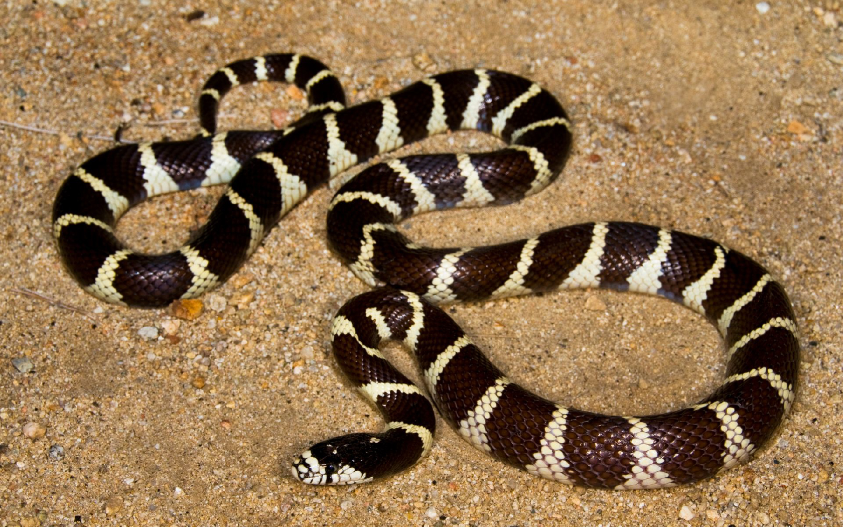 California Kingsnake Malibu Creek State Park