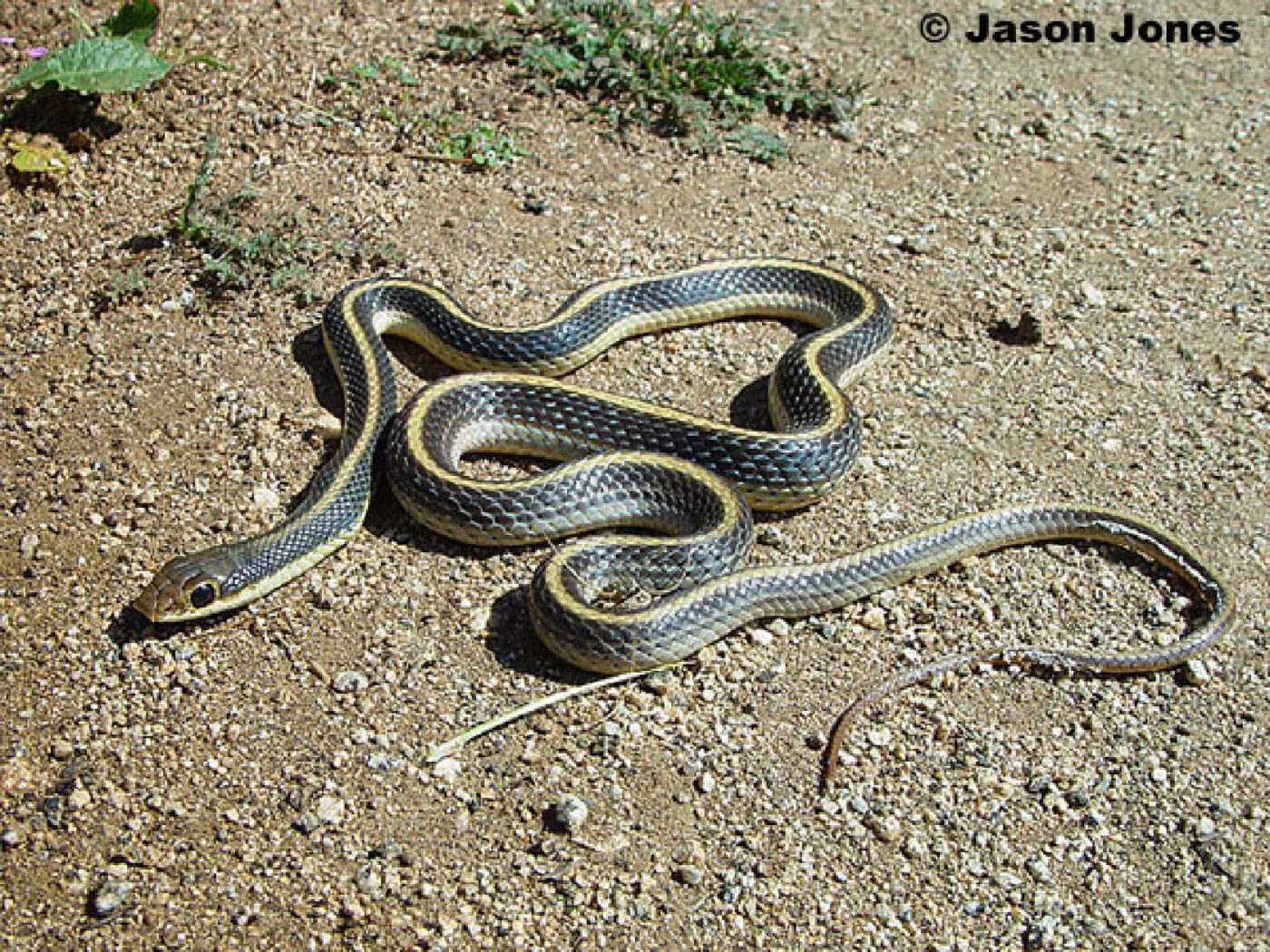 Coast Patch-nosed Snake - Malibu Creek State Park